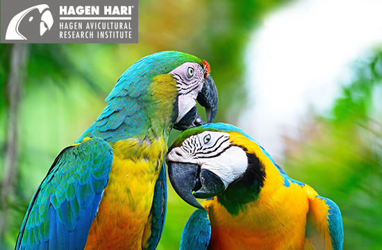 Artgerechtes Premium-Papageienfutter Hagen HARI